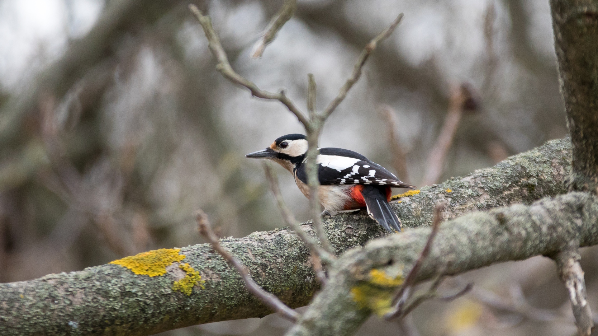 nagy fakopáncs_1920.jpg